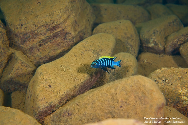 Cynotilapia zebroides 'Hai (Chimate) Reef'